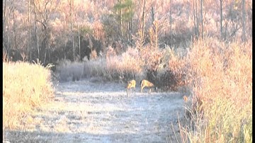 WeHuntSC.com - Derricks Doe