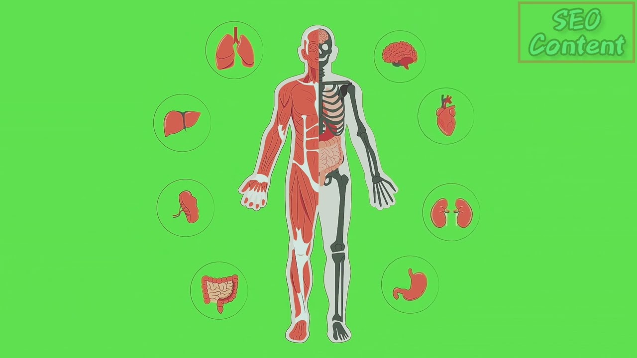 Body Of Human Main Parts Of Body Animated Free Stock Footage Body Of Human Main Parts Of Body Animated Free Stock Footage