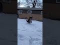 Slow snow dog