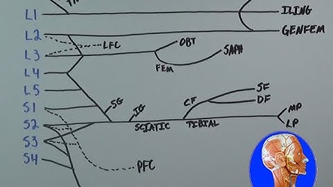 Draw the Lumbosacral Plexus (Full Video)