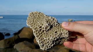 The Latest Research And Advancements In Environmental Science - Science Net