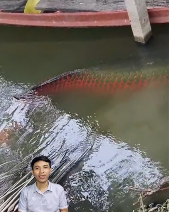 Giant fish fishing in the wild #cacconvat #docla #fishing