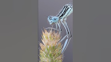 White-legged Damselfly: #shorts