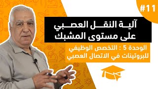 #11 التخصص الوظيفي للبروتينات في الاتصال العصبي : آلية النقل العصبي على مستوى المشبك
