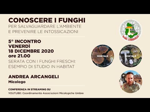 Serata con i funghi freschi: esempio di studio in habitat - con Andrea Arcangeli