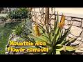 Mountain Aloe Care | When and How to Remove Spent Blooms
