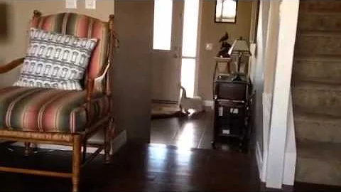 Jj can fetch