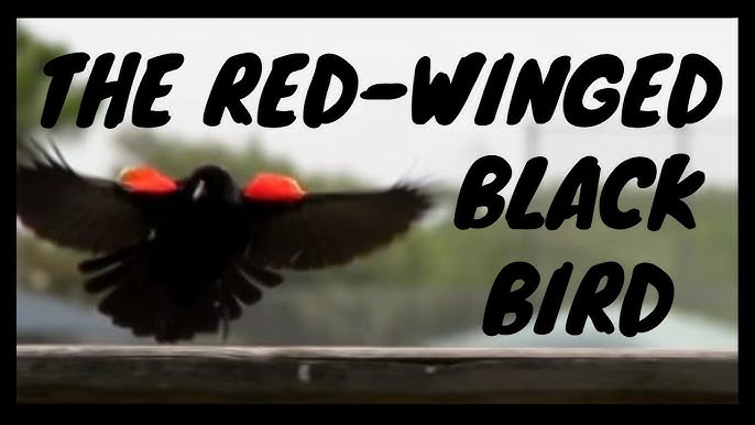 Red-winged Blackbird Identification, All About Birds, Cornell Lab of  Ornithology