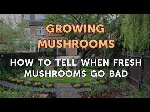 How To Tell When Fresh Mushrooms Go Bad Youtube