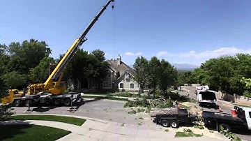Arbor+ Professional Tree Service