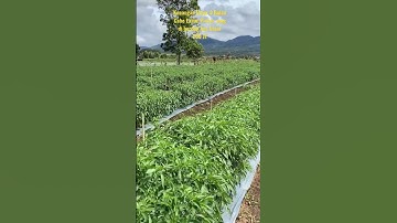 Kenangan Cabe 200 JT