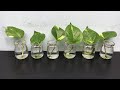 2 ways to grow money plant from single leaf very easy