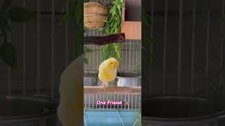 Download Lagu Canary found a friend with a Java Sparrow🎭 #birdfriend #canary #javasparrow #birds #pets #happybird MP3
