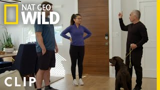 Dog Therapy Stampede | Cesar Millan: Better Human Better Dog