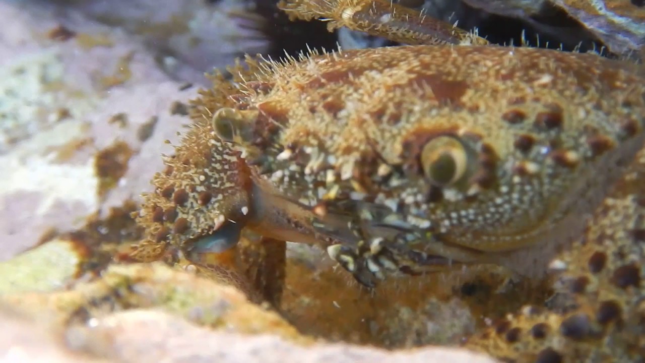 Eriphia verrucosa / Warty crab