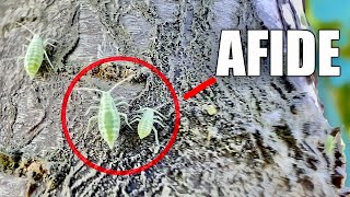 How to get rid of aphids from plants with homemade bio treatment. No Chemicals