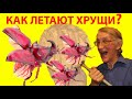 Зоопарк Жуков, Аэропорт Жукариум: То Взлет, То Посадка! Как Летают Жуки Хрущи, Бронзовки, Щелкуны?