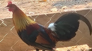 Los peb saib qaib qus 100% zoo nraug tiag2 nawb