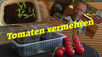 Wie ziehe ich aus einer Tomate Samen?