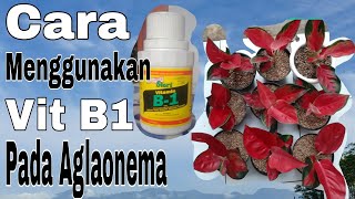 Cara menggunakan vitamin B 1 pada aglaonema