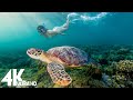 11 HOURS of 4K Underwater Wonders + Relaxing Music - Coral Reefs & Colorful Sea Life in UHD