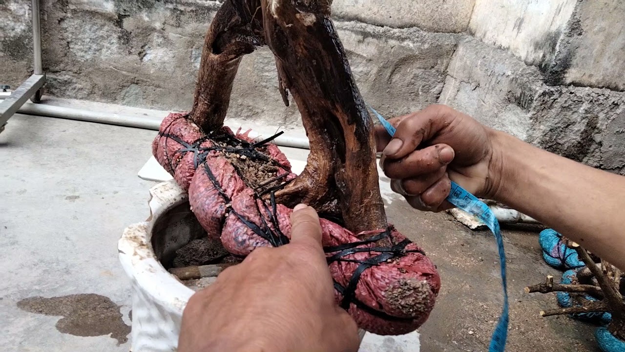 y255..==250k sam ngọc hoa trái đẹp mi ni để bàn zalo  03999.33445