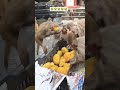 monkey mango nashta 🥭🐒 #monkey #monkey ke Maja#mantriyon ka jhund 🐒#mantriyon ki Ekta