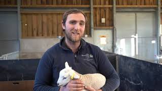Reaseheath Lambing Bitesize: Session 5 for KS3 (Years 7-9)