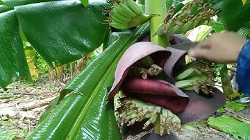 vườn chuối sứ lùn tại củ Chi TP HCM có nơi gọi chuối tây nha bà con