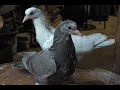 МОЛОДЁЖЬ ПОКОРЯЕТ НЕБО !!! #pigeons​##Tauben​##աղավնիներ​##göyərçinlər​##көгершіндер#