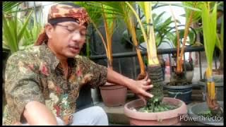 FROM THE BOYABS TO THE MINIONS (Bonkla Collection, Ibn Sina's Kitchen of Art)