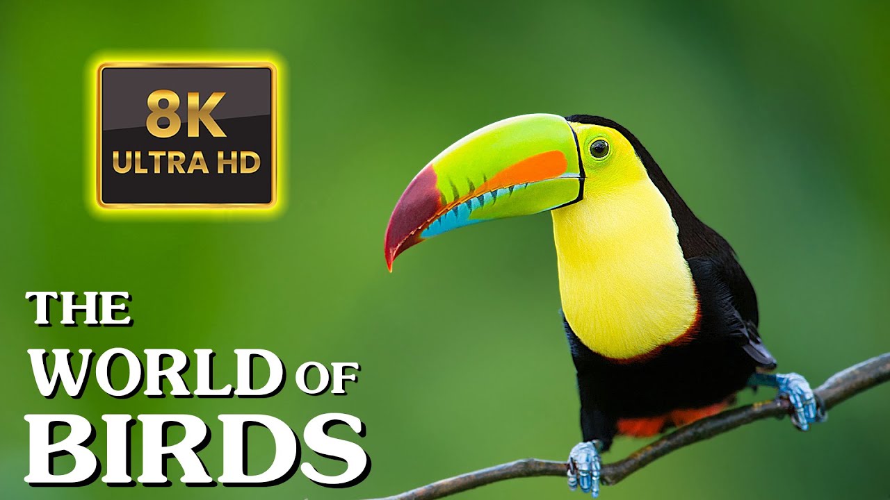THE WORLD OF BIRDS IN 8K ULTRA HD - Nature Sounds Relaxing Music with Birds Chirping (60FPS)