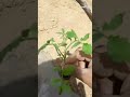اموزش صفر تا صد کاشت گوجه فرنگی ادامه در کپشن اموزش صفر تا صد کاشت گوجه فرنگی ادامه در کپشن