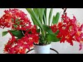 Орхидеи Домашнее Цветение/ Первое домашнее цветение одонтоглоссума! Букет из одной орхидеи!!!!