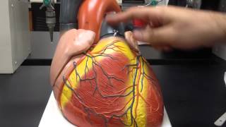 Heart anatomy part 1/2 HD