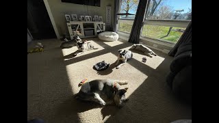 Mr Grant Update | Life With Schnauzers by Schnauzer Mom 4,381 views 6 months ago 10 minutes, 31 seconds