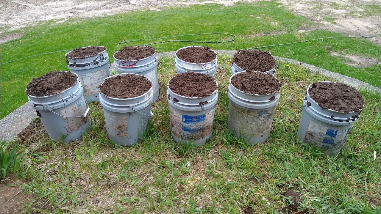 Planting Potatoes in a Bucket? YouTube Planting Potatoes in a Bucket? YouTube