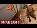 Питбуль прогрыз пластиковую дверь !!!! Что было дальше...