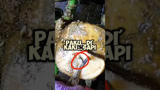 Download Lagu Paku di Kaki Sapi? Gila! #shorts #shortvideo MP3