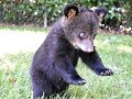 Bouncing Bear Cub BooBoo Playing With Lion Cubs