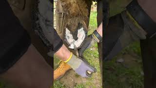 Horse Asmr #Farrier #Horse #Satisfying #Equestrian #Oddlysatisfying #Shortswithcamilla #Asmr #Horses