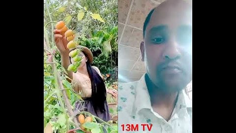 Thumbnail of #garden #gardening #vegetables #fruit #harvest #music #song #dance #cover
