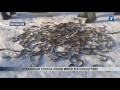 ПБК: Старинный способ ловли миноги в Салацгриве