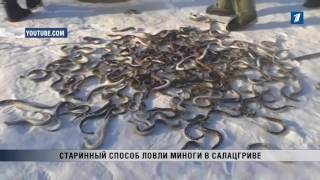 ПБК: Старинный способ ловли миноги в Салацгриве