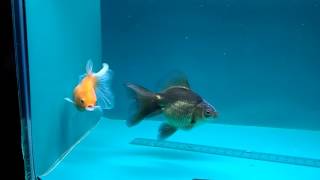20170626 小金魚 3