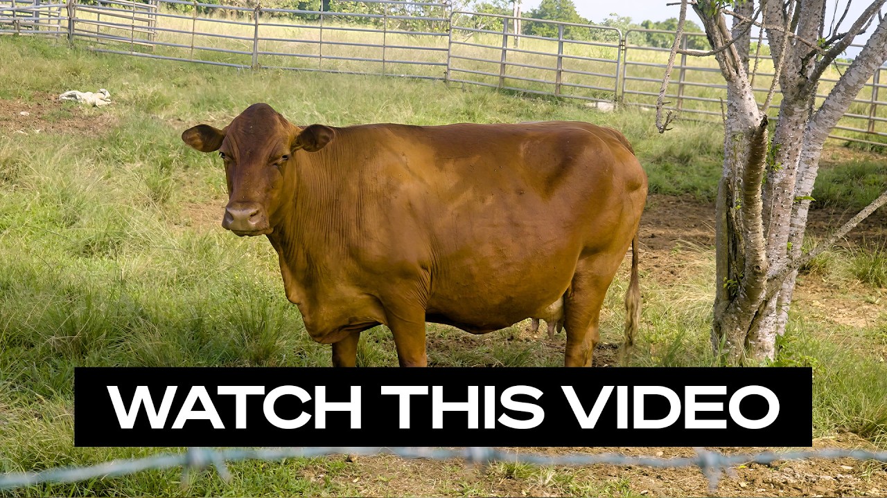 See How The Biggest Farm In Barbados Is Fighting For Survival