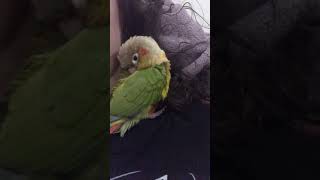 The cutest parrot pie parrot conure parrots