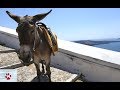 Why the Santorini donkeys turn their backs on the caldera