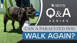 Can a Paralyzed Dog Walk Again | Recovery, Treatment & Real Hope Explained