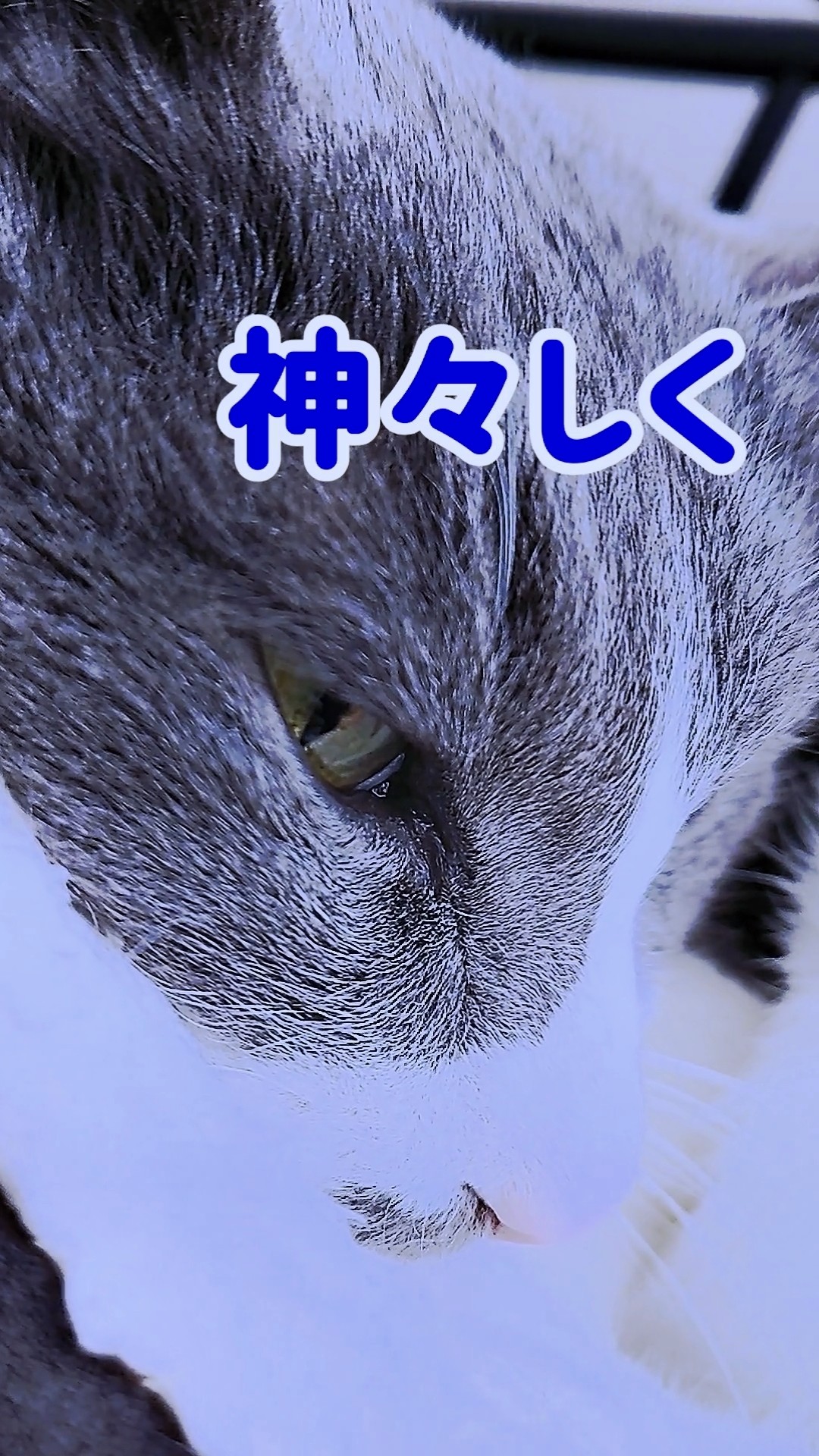 Nekoroku - YouTube